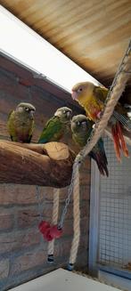 1 x jonge pyrrhura tam is een man, Dieren en Toebehoren, Vogels | Parkieten en Papegaaien, Meerdere dieren, Dwergpapegaai of Agapornis