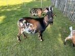 Lieve tamme bok, Dieren en Toebehoren, Mannelijk, Geit
