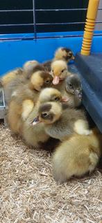 Indische loopeend kuikens / pulletjes - gesekst -, Meerdere dieren, Eend