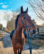 Lieve 13-jarige ruin, Dieren en Toebehoren, Ophalen