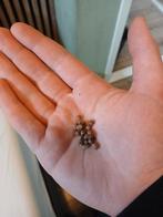 Wandelende bladeren phyllium eitjes, Dieren en Toebehoren, Wandelende tak