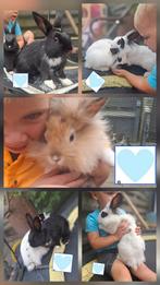 5 super mooie fluffy konijntjes, Dieren en Toebehoren, Konijnen, Mannelijk, Middelgroot, 0 tot 2 jaar