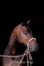 Mooie quarter horse merrie en 2 jarige paint hengst, Dieren en Toebehoren, Paarden, Merrie