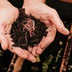 Compost wormen, tigerwormen, Tuin en Terras, Aarde en Mest, Ophalen of Verzenden, Compost