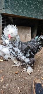 Usa zijdehoenders hanen (mottled, gladveer, zijdeveer), Mannelijk, Kip