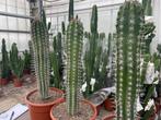 Cactus Pachycereus Pecten-Aboriginum potmaat 30 cm., Cactus, Minder dan 100 cm, Ophalen of Verzenden, In pot