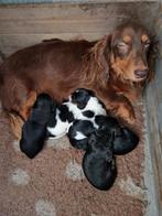 Langhaar dwerg teckel pups, Dieren en Toebehoren, Honden | Teckels en Dashonden, Reu, CDV (hondenziekte), 8 tot 15 weken, Dwerg