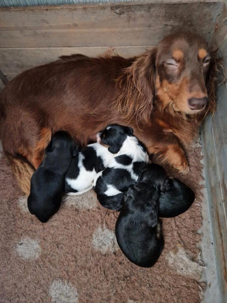 Langhaar dwerg teckel pups, Dieren en Toebehoren, Honden | Teckels en Dashonden, Reu, Langhaar, Dwerg, Fokker | Hobbymatig, Meerdere