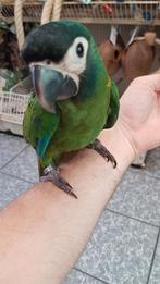 tamme geelnek ara, Dieren en Toebehoren, Vogels | Parkieten en Papegaaien, Vrouwelijk, Papegaai, Geringd