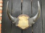 Bosbuffel Hoorns - Afrikaanse Trofee, Ophalen of Verzenden, Gebruikt, Wild dier, Schedel