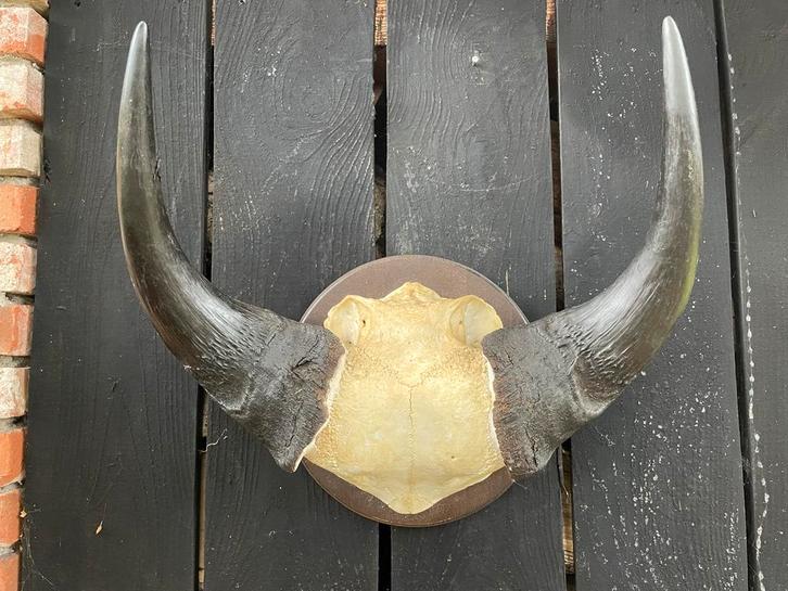 Bosbuffel Hoorns - Afrikaanse Trofee, Verzamelen, Dierenverzamelingen, Gebruikt, Schedel, Wild dier, Ophalen of Verzenden