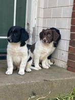 Friese stabij x bordercollie pups, Dieren en Toebehoren, Honden | Niet-rashonden, Rabiës (hondsdolheid), 8 tot 15 weken, Meerdere