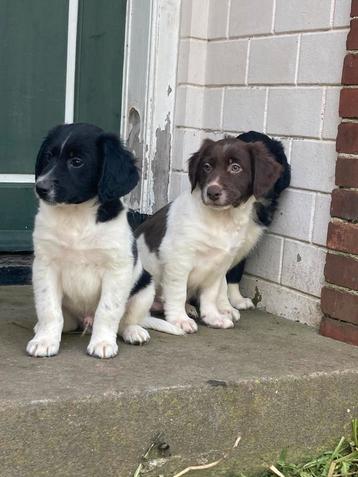 Friese stabij x bordercollie pups beschikbaar voor biedingen