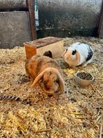 2 Franse Langoor Konijntjes, Dieren en Toebehoren, Konijnen, Meerdere dieren, Dwerg