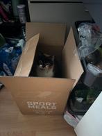 Poes Poezelboe, Poes, Kortharig, 6 jaar of ouder