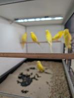 Kleur grasparkieten, Dieren en Toebehoren, Vogels | Parkieten en Papegaaien, Meerdere dieren, Parkiet