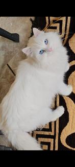 Dove almond wil een baasje, Dieren en Toebehoren, Katten en Kittens | Overige Katten, Kater