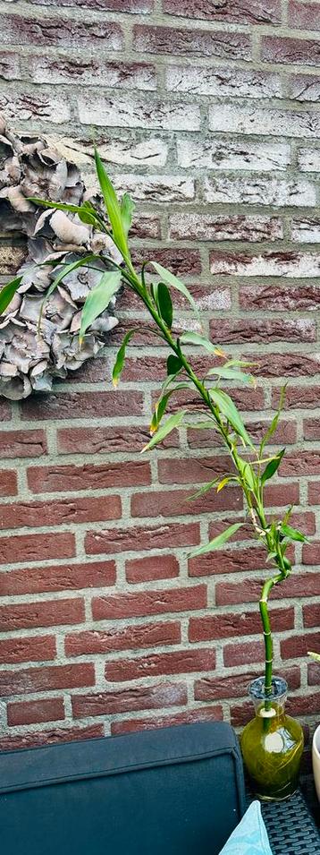 Geluksbamboe kamerplant beschikbaar voor biedingen