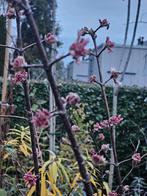 Viburnum bodnantense Charles Lamont' Sneeuwbal winterbloeier, Tuin en Terras, Planten | Tuinplanten, Overige soorten, Vaste plant