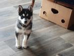 Lieve shepsky pups ( witte herder x husky ) medio juli, CDV (hondenziekte), 8 tot 15 weken, Poolhond, Meerdere