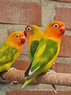 Fischeri's, Geslacht onbekend, Dwergpapegaai of Agapornis