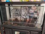 Terrarium 100 x 50 x 50 met achterwand, Dieren en Toebehoren, Reptielen en Amfibieën | Toebehoren, Ophalen, Gebruikt, Terrarium of Paludarium