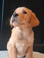 Lieve labrador pups, CDV (hondenziekte), 8 tot 15 weken, Labrador retriever, Meerdere