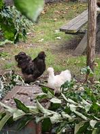 USAZijdehoen hanen, Dieren en Toebehoren, Pluimvee, Mannelijk, Kip