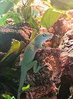 Anolis biporcatus, Dieren en Toebehoren, Reptielen en Amfibieën, Slang, Tam, 0 tot 2 jaar