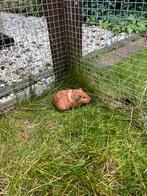 Cavia zeugje, Dieren en Toebehoren, Knaagdieren, Oktober, Vrouwelijk, Cavia