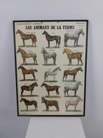 Vintage Paarden soorten plaat/ poster- 63 x 46cm Frans €125, Antiek en Kunst, Antiek | Schoolplaten, Ophalen of Verzenden