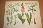 2 antieke kleurenlitho's - Giftige planten - Circa 1885 !!, Antiek en Kunst, Ophalen of Verzenden