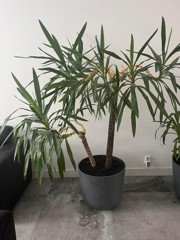 Mooie grote Yucca beschikbaar voor biedingen