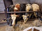 5 anderhalf jarige pinken, Dieren en Toebehoren, Runderen