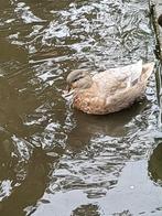 kwaker kwakertjes koppel eendjes eenden onverwant!, Dieren en Toebehoren, Meerdere dieren, Eend