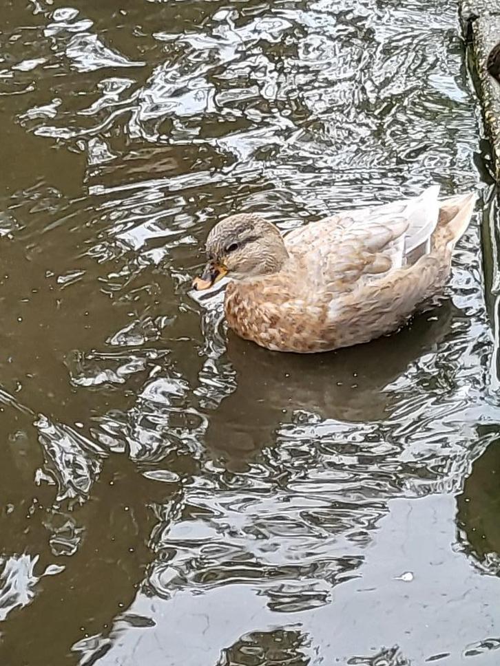 kwaker kwakertjes koppel eendjes eenden onverwant!, Dieren en Toebehoren, Pluimvee, Eend, Meerdere dieren