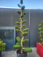 Cupressocyparis i.castlewellian bonsai, Tuin en Terras, Planten | Bomen, Bloeit niet, Halfschaduw, Overige soorten, 250 tot 400 cm