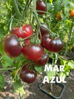 4.Grote sortering zaden (>90 soorten) van bijzondere tomaten, Ophalen of Verzenden, Voorjaar, Volle zon, Zaad