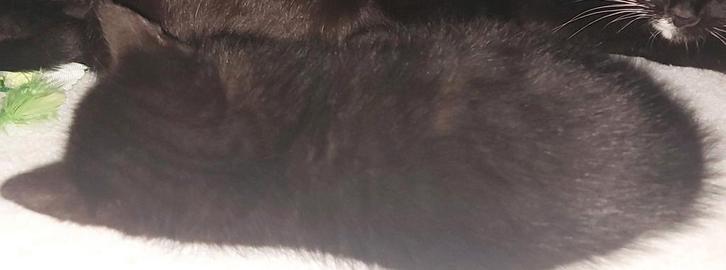 Kittens, Dieren en Toebehoren, Kattenbakken, Ophalen