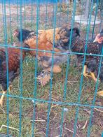 Brahma hanen, Dieren en Toebehoren, Pluimvee, Mannelijk, Kip