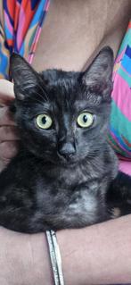 Mooie grote kater, blauwe rus, Dieren en Toebehoren, Kater, Met stamboom, 0 tot 2 jaar