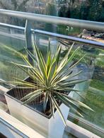 Set 2 yuccas in witte designpotten 74x38 cm, Tuin en Terras, Planten | Tuinplanten, Ophalen of Verzenden, Overige soorten, Volle zon