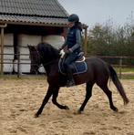 Bloedmooie new forest sport C pony, Dieren en Toebehoren, Pony's, B, Gechipt, Ruin, Dressuurpony