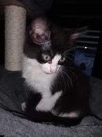 Halve main coon dame, Dieren en Toebehoren, Katten en Kittens | Raskatten | Langhaar, Poes, Ontwormd, 0 tot 2 jaar