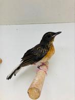 Schamalijster man, Dieren en Toebehoren, Vogels | Overige Vogels, Mannelijk, Geringd