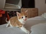Super mooie kittens, Dieren en Toebehoren, Katten en Kittens | Overige Katten, Poes