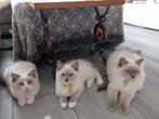 Ragdoll kittens met stamboom, direct meenemen, Dieren en Toebehoren, Katten en Kittens | Raskatten | Langhaar, Meerdere dieren