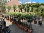 Olijfboompjes | cadeau, 100 tot 250 cm, Olijfboom, Zomer, Ophalen