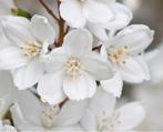 Deutzia rosea campanulata-zeer mooie witte bloei-bijenplant, Ophalen of Verzenden, Volle zon