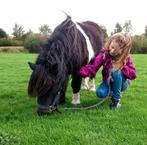 Twee lieve shetlanders merrie en ruin, Dieren en Toebehoren, Pony's, Meerdere dieren, A pony (tot 1.17m)